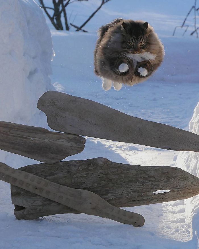 norwegian-forest-cats-sampy-hiskias-2.jpg