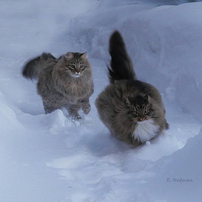 norwegian-forest-cats-sampy-hiskias-24.jpg