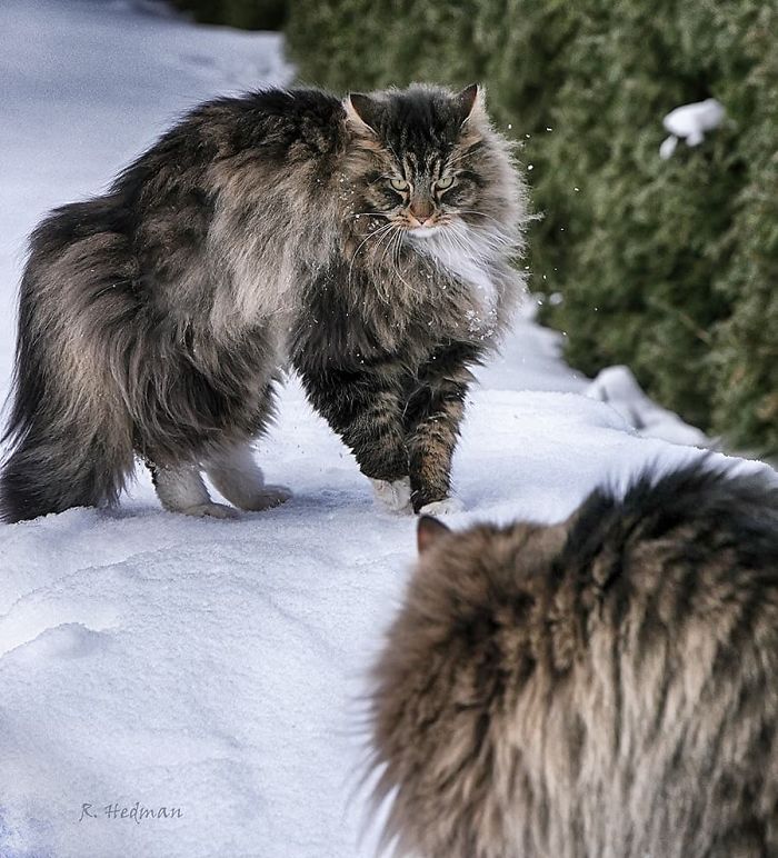 norwegian-forest-cats-sampy-hiskias-40.jpg