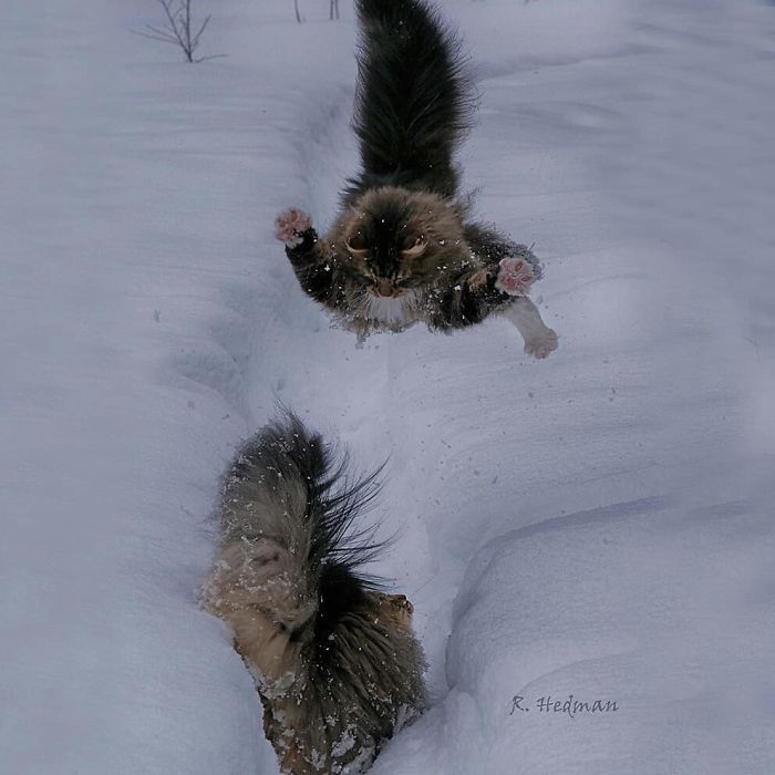 norwegian-forest-cats-sampy-hiskias-5.jpg