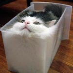 Cats-Are-Liquid-1