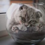 Cats-Are-Liquid-10