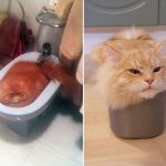 Cats-Are-Liquid-18