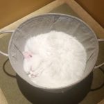 Cats-Are-Liquid-26