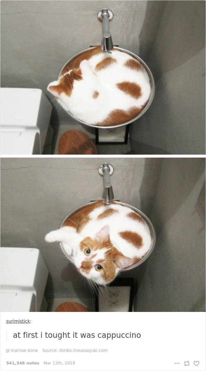 Cats-Are-Liquid-27.jpg