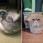 Cats-Are-Liquid-3