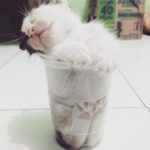 Cats-Are-Liquid-30