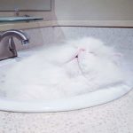 Cats-Are-Liquid-32