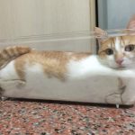 Cats-Are-Liquid-34