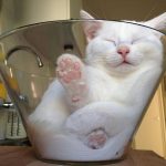 Cats-Are-Liquid-37