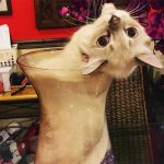 Cats-Are-Liquid-39