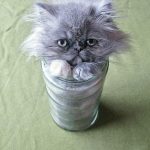 Cats-Are-Liquid-4