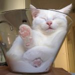 Cats-Are-Liquid-5