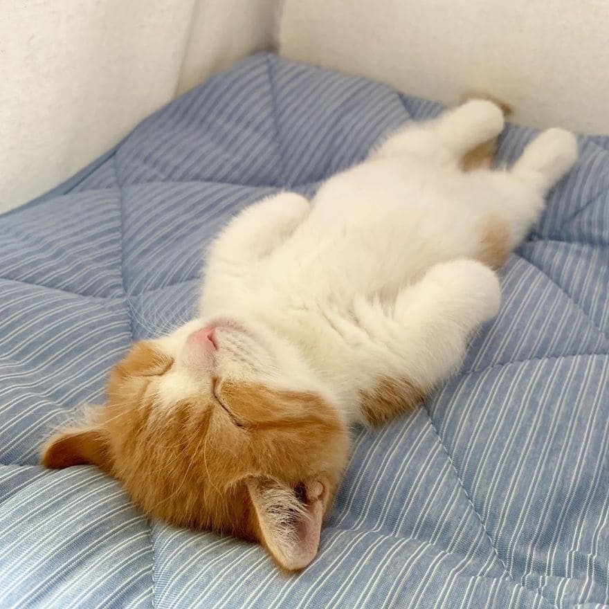 The Internet Is Buzzing About This Adorable Sleeping Kitten That Will ...