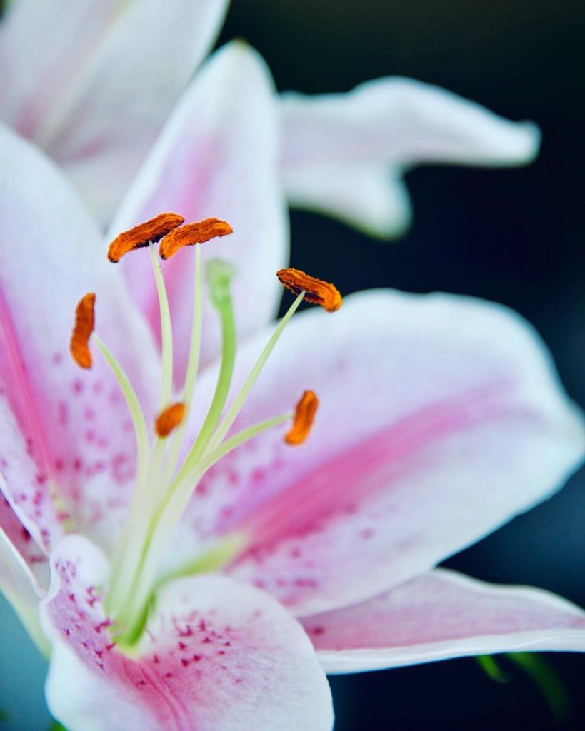 The Dangers of Lilies Fatal To Cats and It Only Takes One Lick Catlov