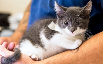 The National Spay/Neuter Response Team Has Now Spayed or Neutered 10 Million Cats and Dogs in the U.S.