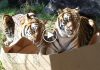 Big Cats Love Boxes Too!