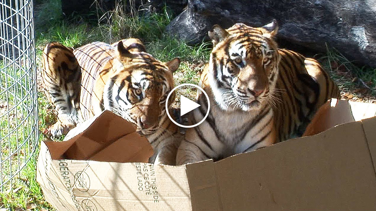 Big Cats Love Boxes Too! | Catlov