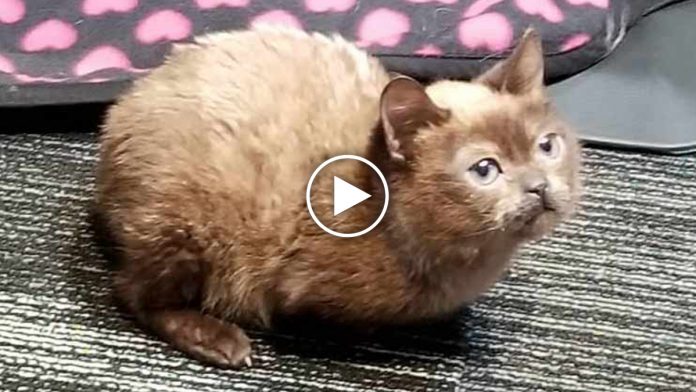 Featured-Blind-Mini-Cat-FB