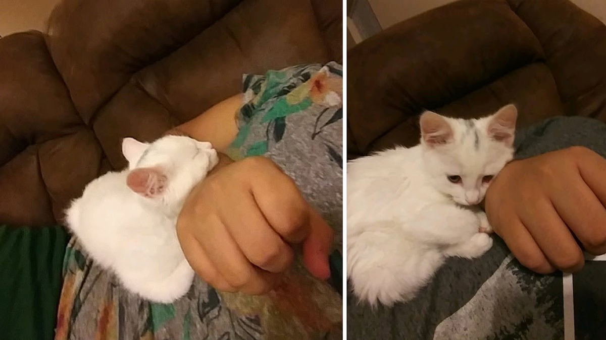 Man Hated Cats Until He Accidentally Met A Kitten That Changed His Life