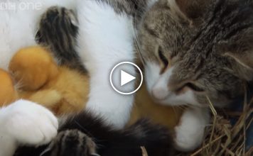 Cat Cuddles Kittens And Adopted Ducklings