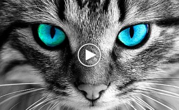 Why You Should Never Look Into Cat’s Eyes