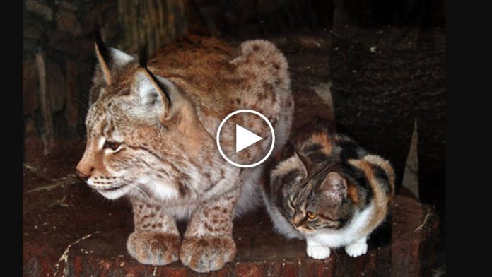 Featured-Cat-Friends-Lynx-FB