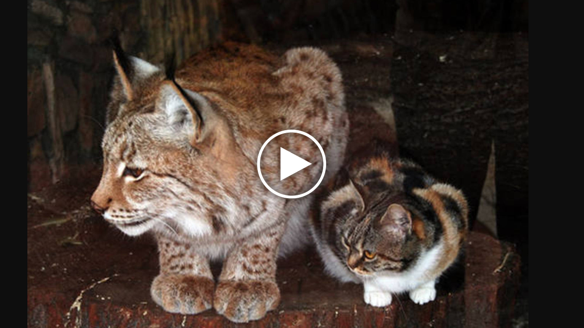 Stray Cat Breaks Into Zoo And Best Friends With A Lynx Catlov