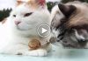 Two Cats Befriends A Snail