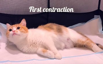 Cat Giving Birth to 5 Kittens With Completely Different Colors