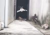 Cat Dodges Three Cats Who Tried To Catch Him In Hilarious Great Escape