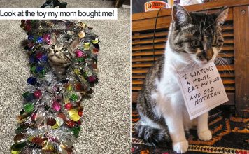 25+ Naughty Cats That Deserve Public Shaming