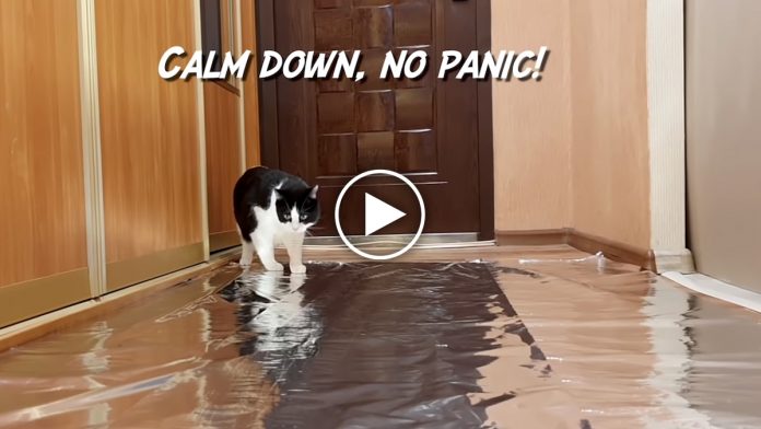 Featured-Cat-Walks-On-Foil-FB