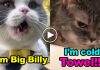 These Cats Can Speak English Better Than Hooman