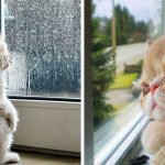 Featured-Cats-Waiting-Window