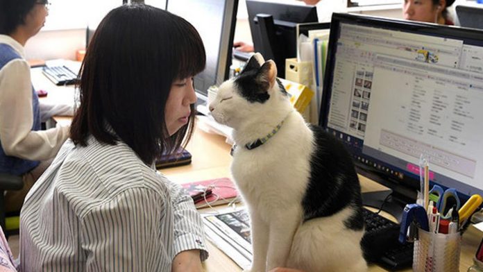 Featured-Cats-in-workplace-FB