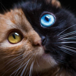 Featured-Chimera-Cat-Face-FB