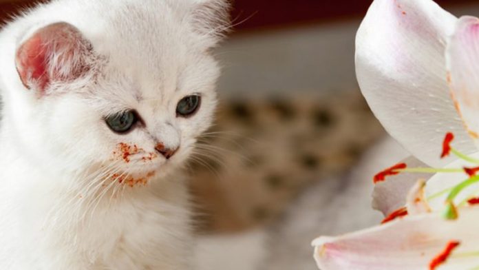 Featured-Dangers-Of-Liles-Cats-FB
