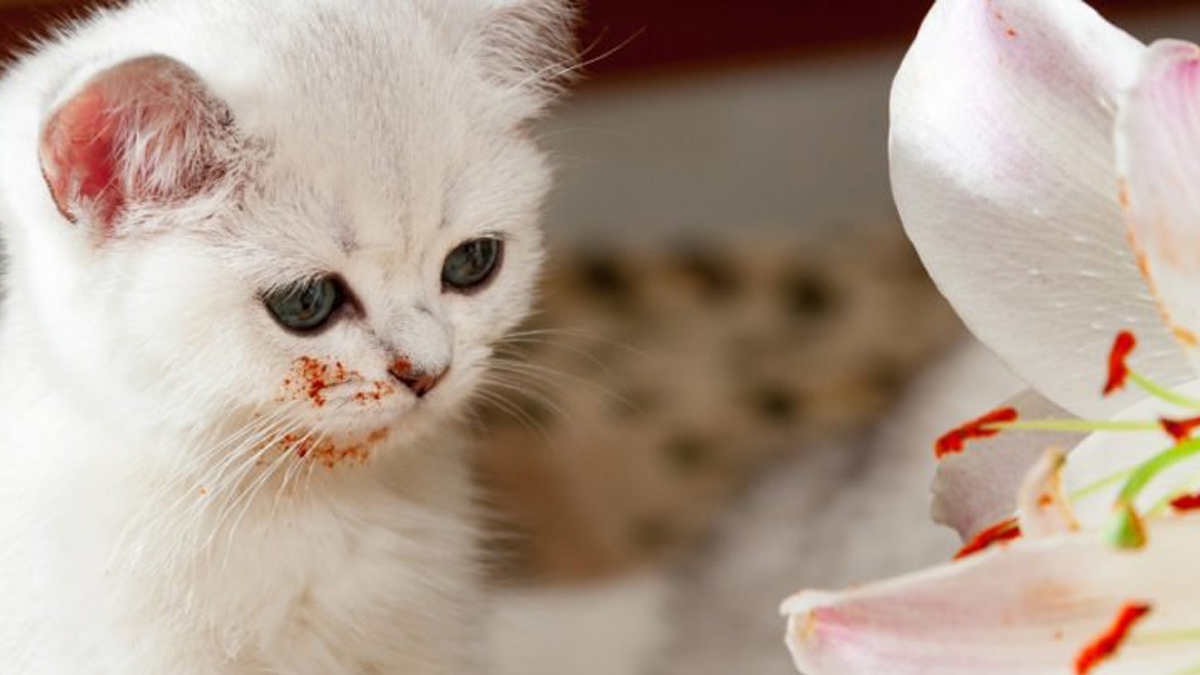 The Dangers of Lilies Fatal To Cats and It Only Takes One Lick Catlov