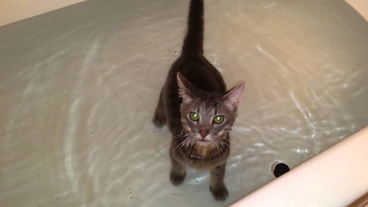 Cat Has An Adorable Time In The Bathtub Catlov