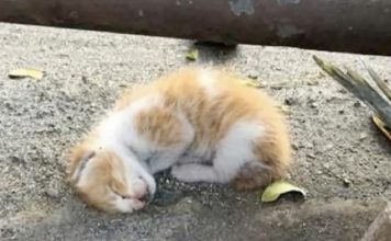 Ginger Kitten Showed No Signs Of Life Until They Saw A Twitch Of Hope