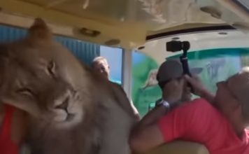 Lion Climbs Into A Bus Of People Seeking Cuddles