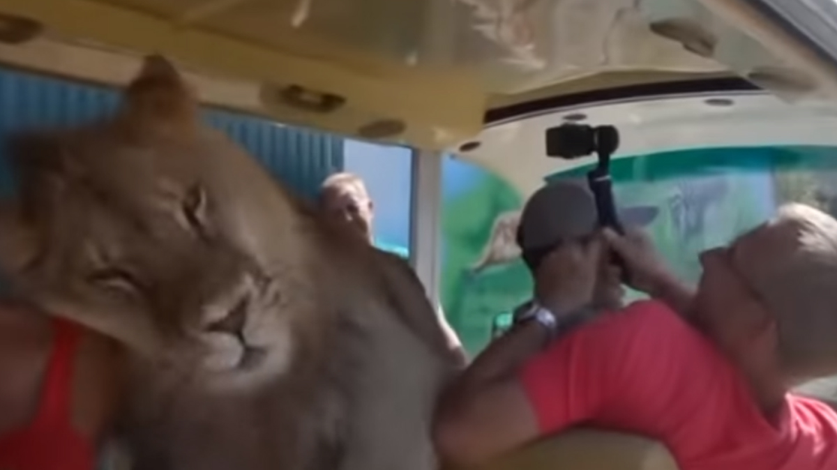 lion climbs in tour bus