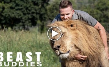 Lion King: 23-Year-Old Is Best Friends With Big Cats