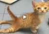 Paralyzed Kitten Runs Again!