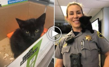 Tiny Kitty Shows Up at Police Station Looking For Fur-ever Partner