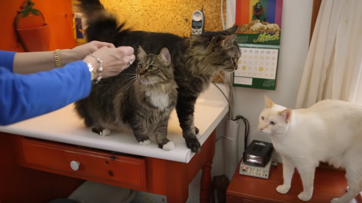 Sign Language with Cats Catlov