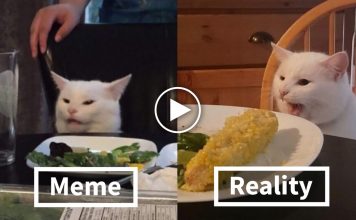 Meet Smudge, The Confused Cat From Famous ‘Woman Yelling At Cat’ Meme