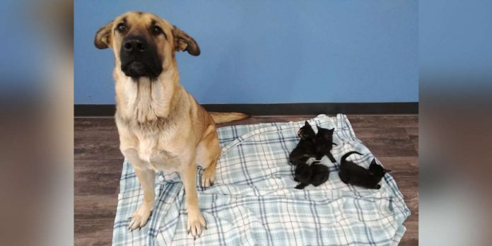 Featured-Stray-dog-saves-kittens-FB