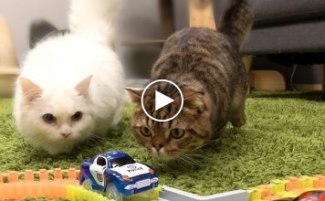 What Happens When You Build A Toy Race Track For Kitties